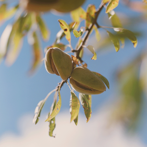 Almond Milk Veil 8 fl. oz | L’Occitane en Provence